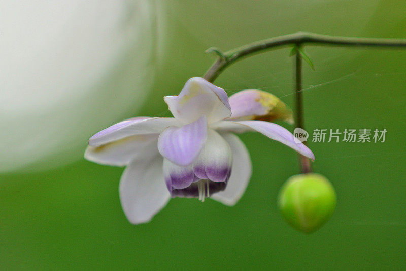 Anemonopsis macrophylla花